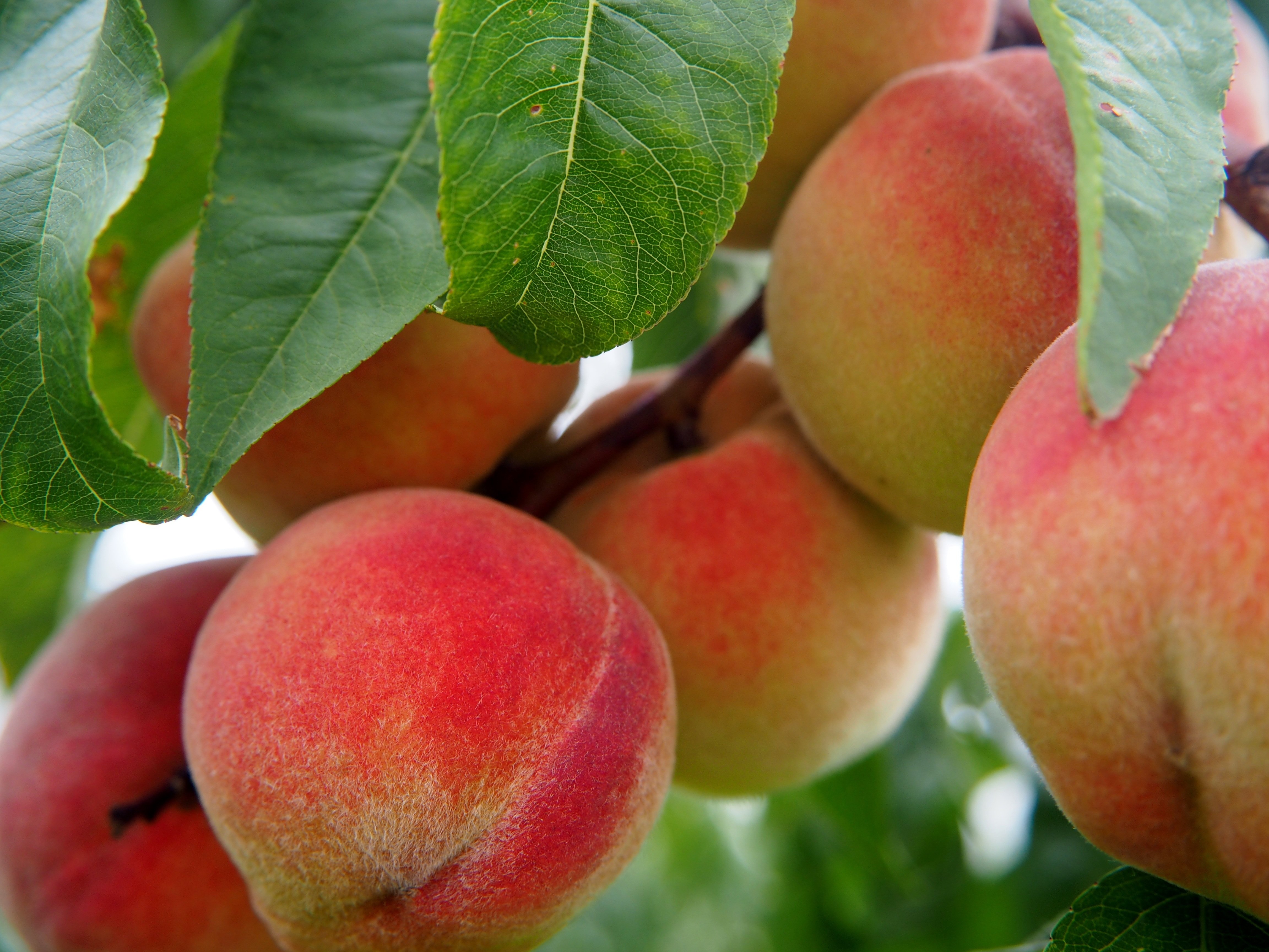Florida Peach Party - Golden Ridge Groves - May 2, 2026 11am - 8pm